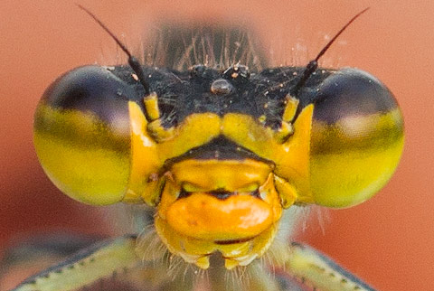 Pseudagrion caffrum male face